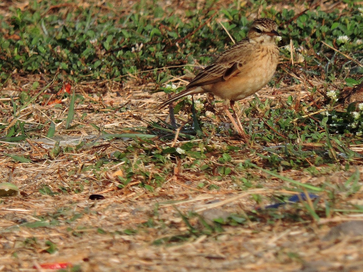 ub. piplerke (Anthus sp.) - ML49118591