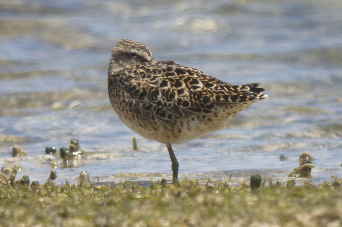 Short-billed Dowitcher - ML49118601