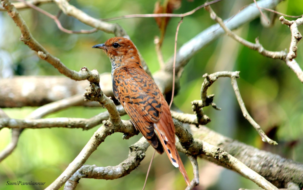 Gray-bellied Cuckoo - ML49118651