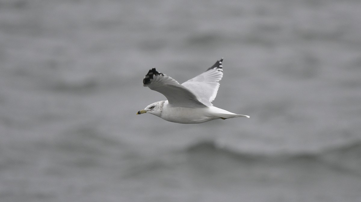 Ring-billed Gull - ML491186871