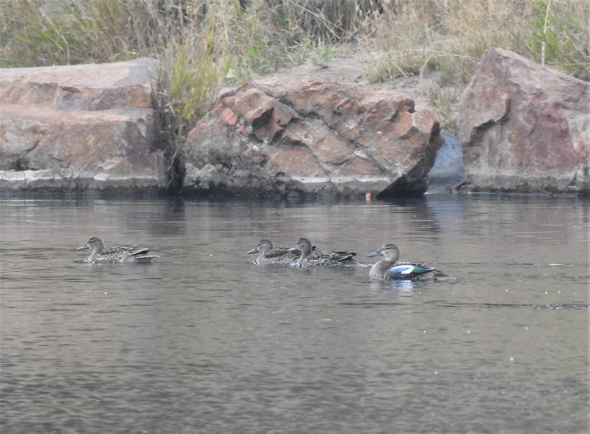 Blue-winged Teal - T B