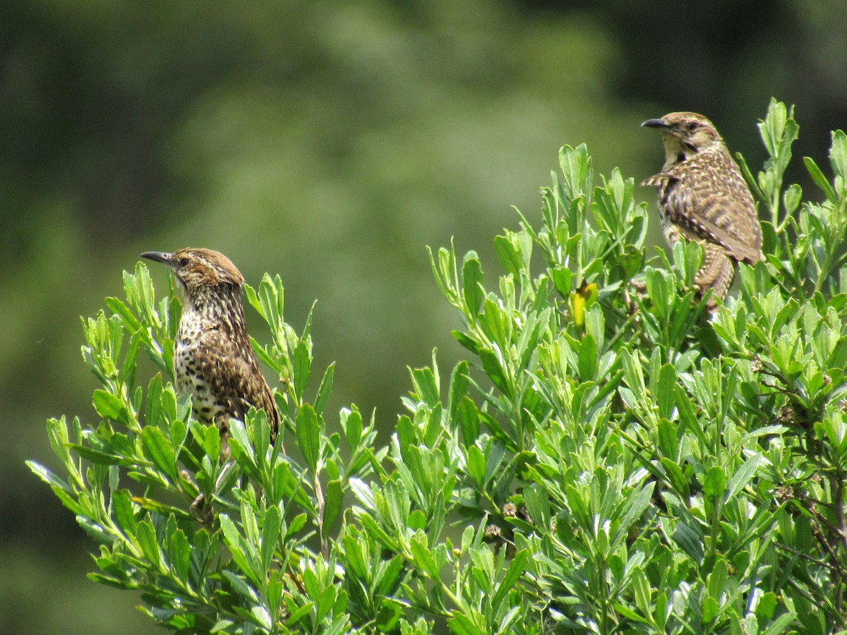 Spotted Wren - ML491187221