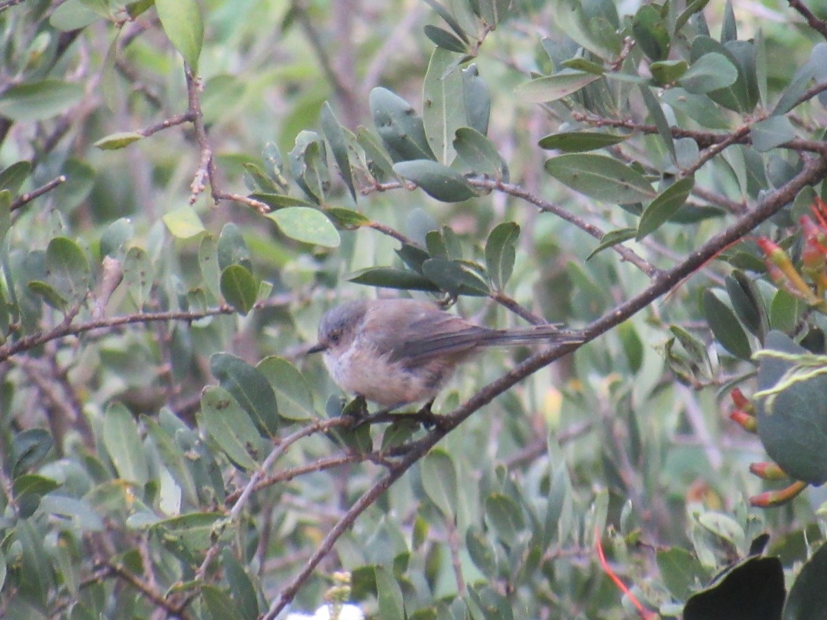 Bushtit - ML491187341