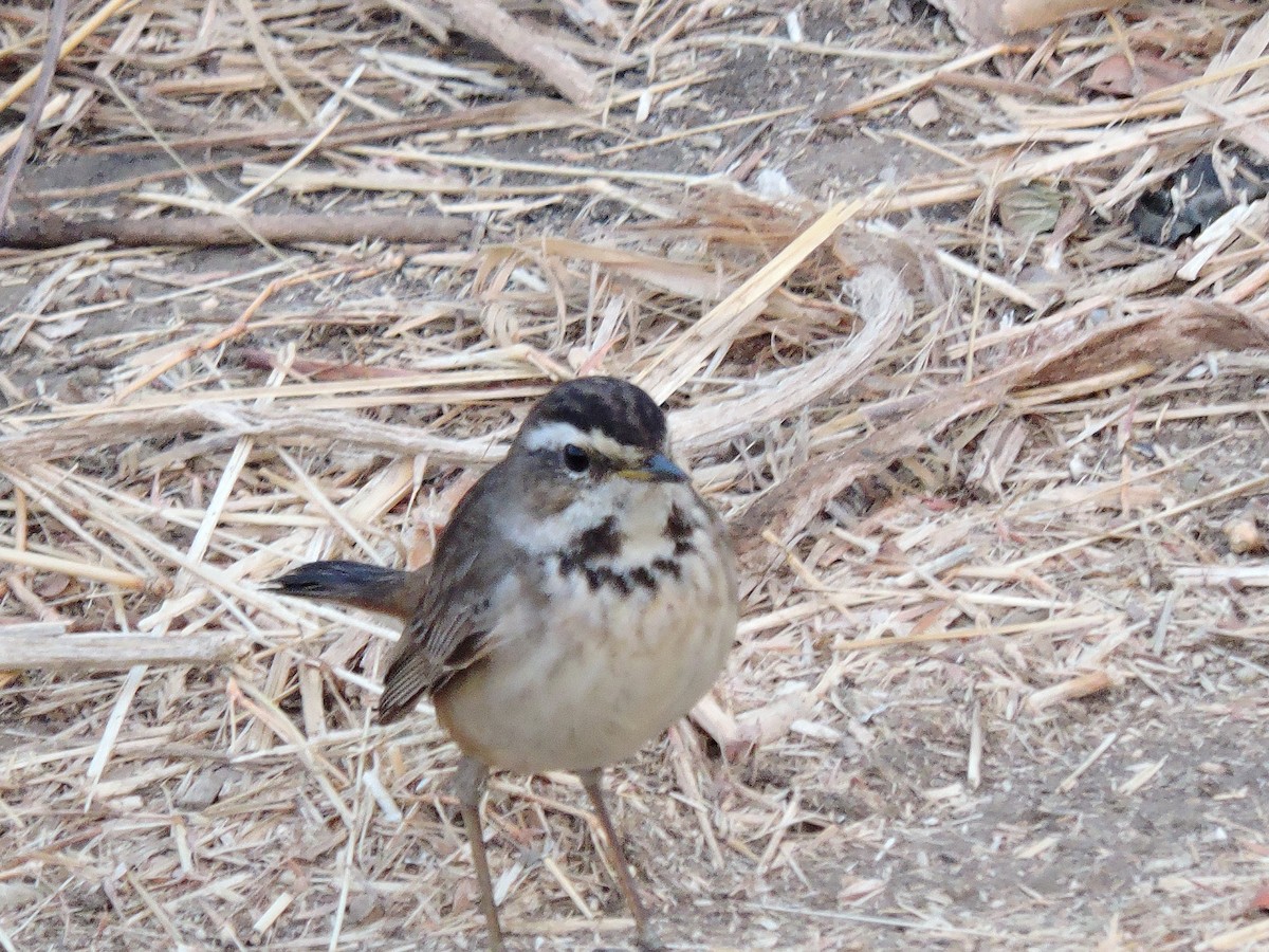 Bluethroat - ML49118741