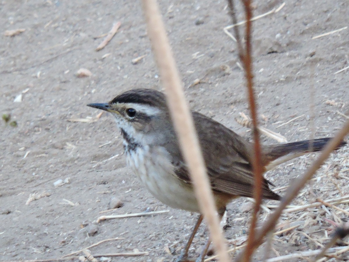 Bluethroat - ML49118751