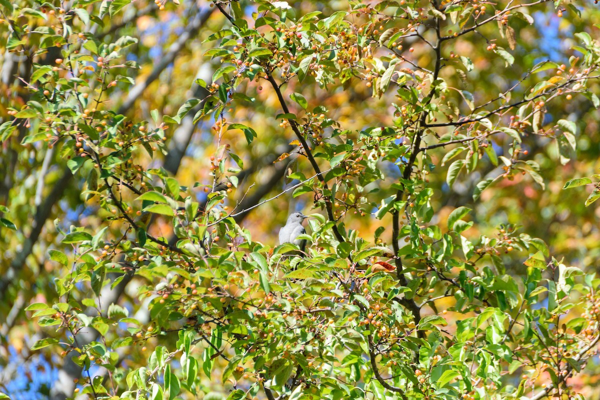 Gray Catbird - ML491187651