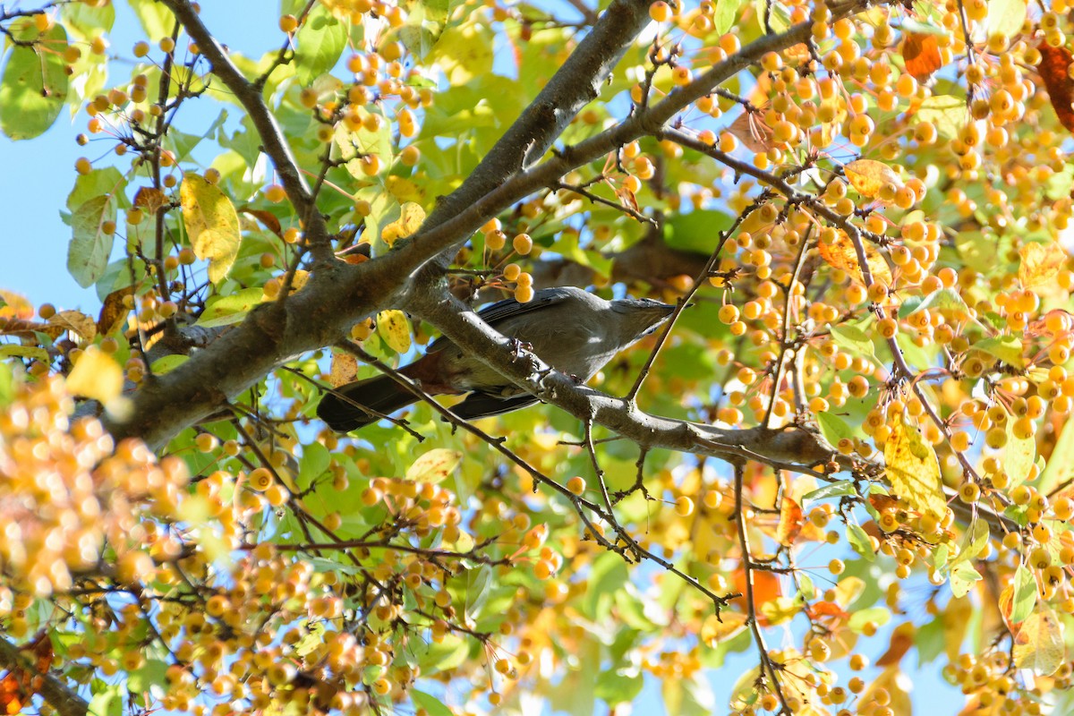 Gray Catbird - ML491187701