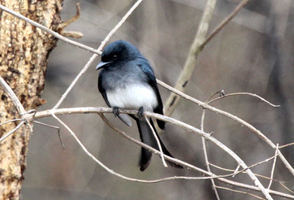 White-bellied Drongo - ML49118861