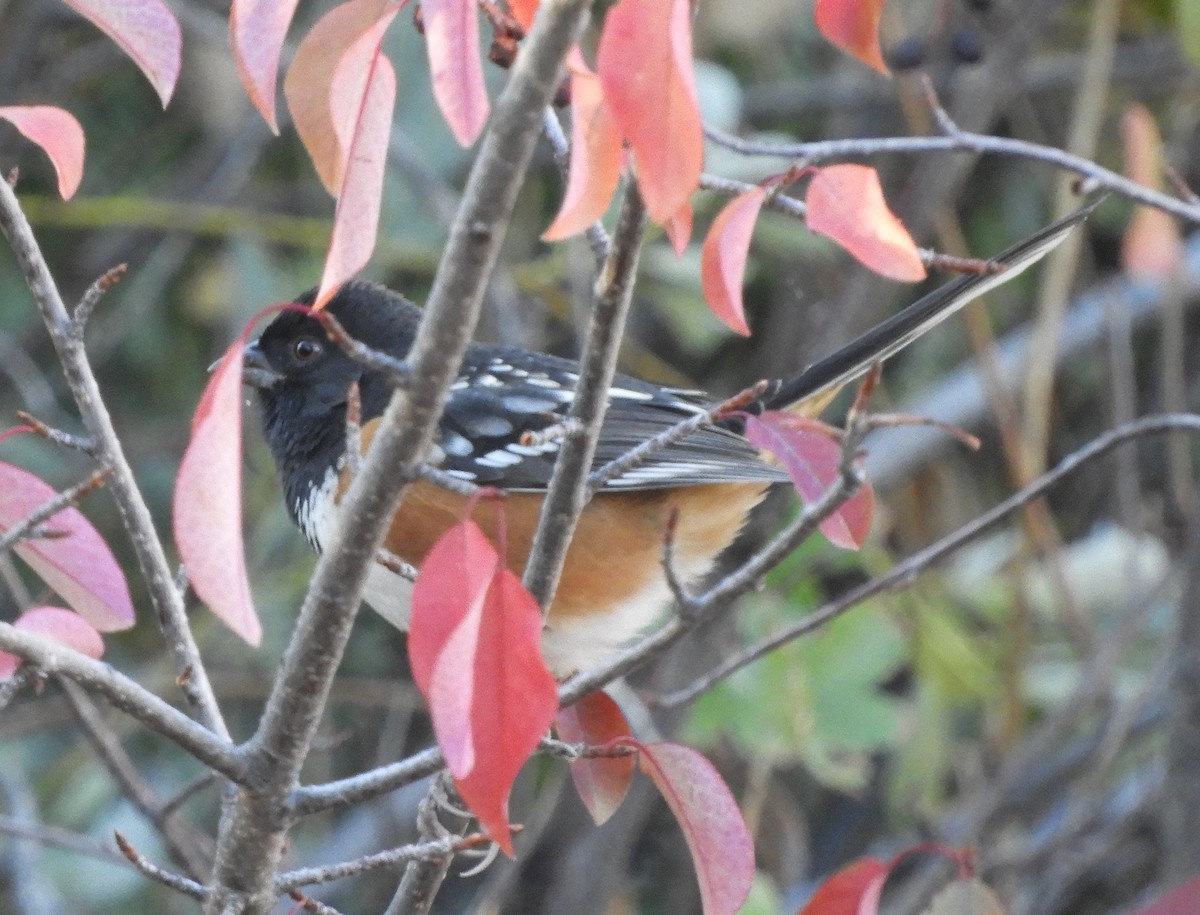 Spotted Towhee - ML491189021