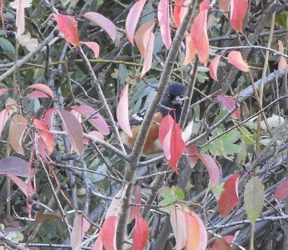 Spotted Towhee - ML491189071