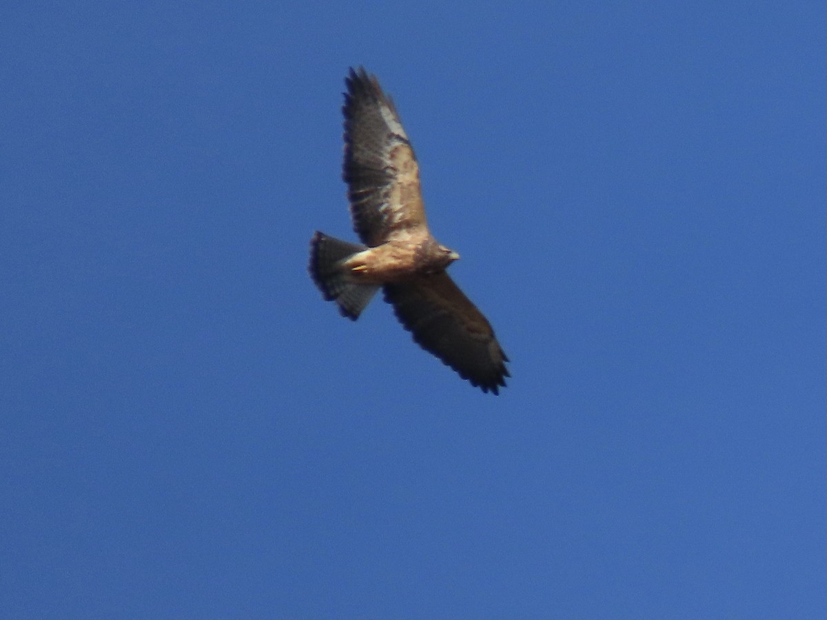 Swainson's Hawk - ML491189351