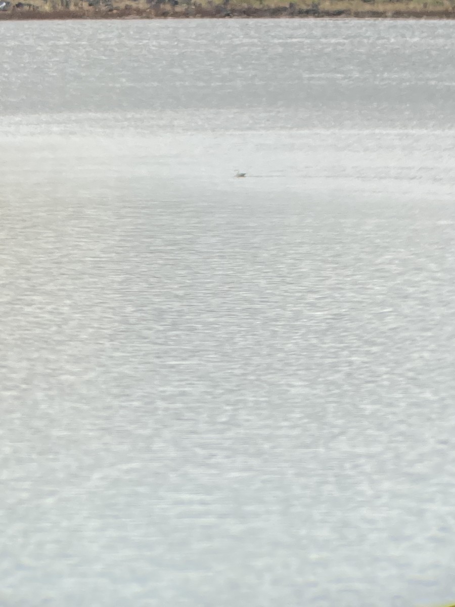 Ring-billed Gull - ML491190271