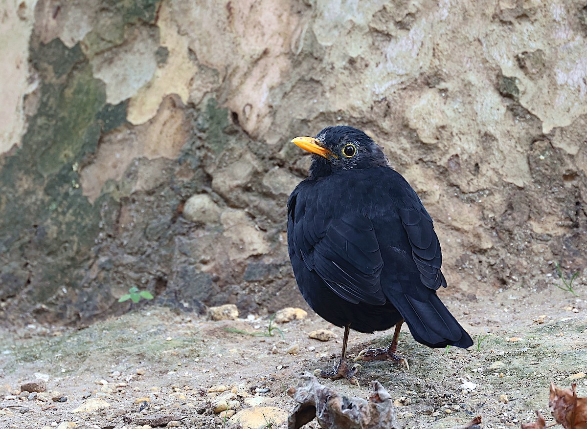 Eurasian Blackbird - ML491190851