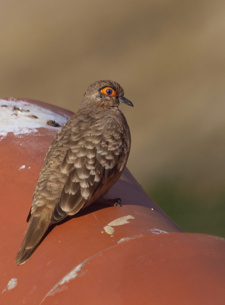 Bare-faced Ground Dove - ML49119151