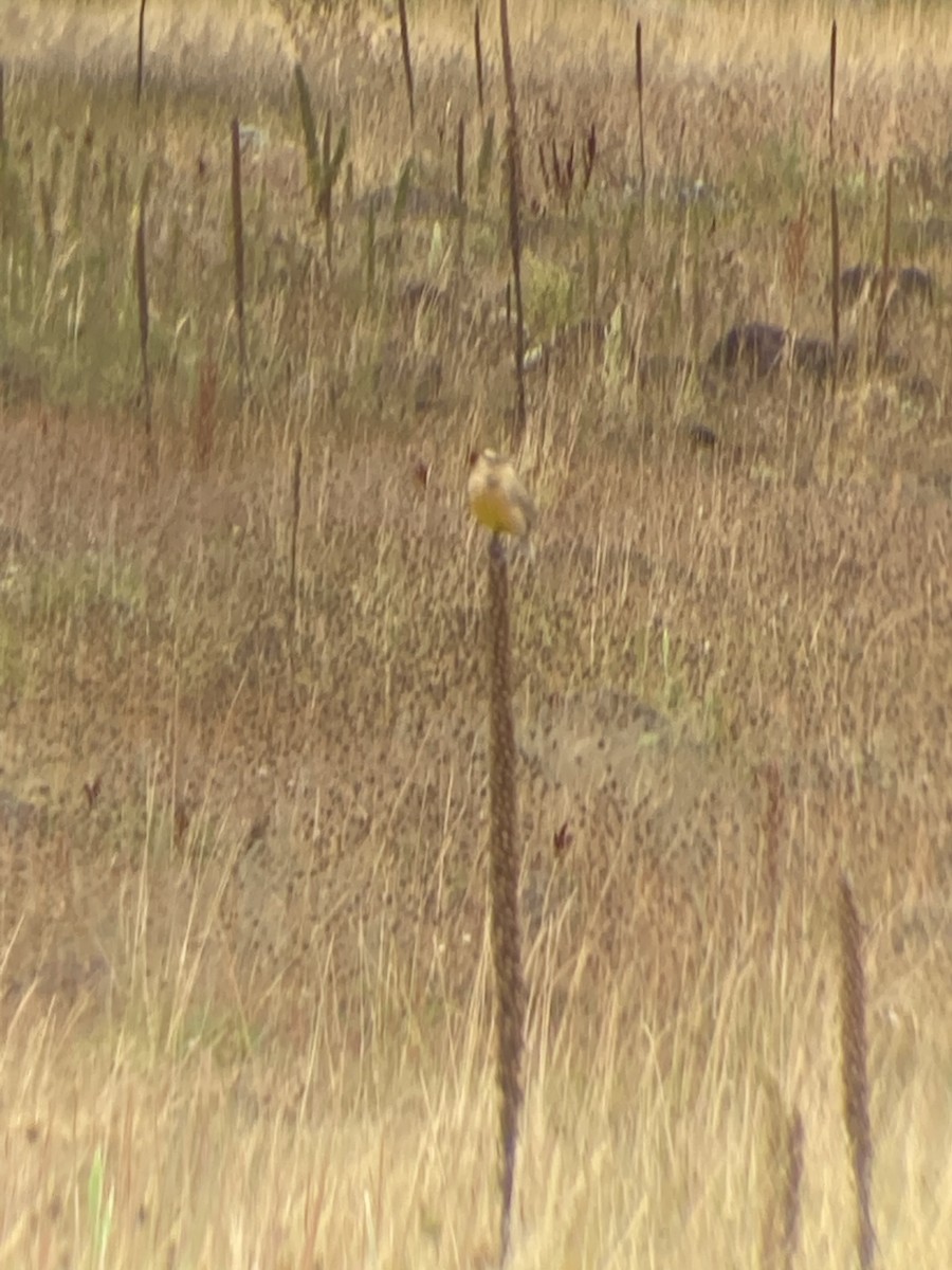 Western Meadowlark - ML491192161