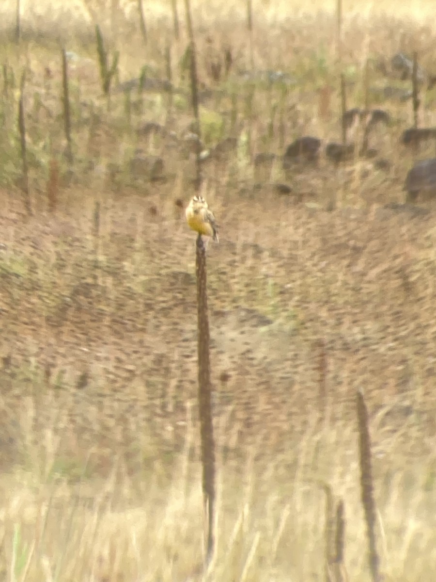 Western Meadowlark - ML491192181