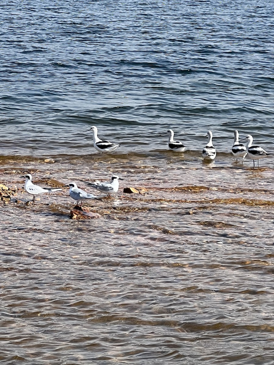 American Avocet - Kearby Bridges