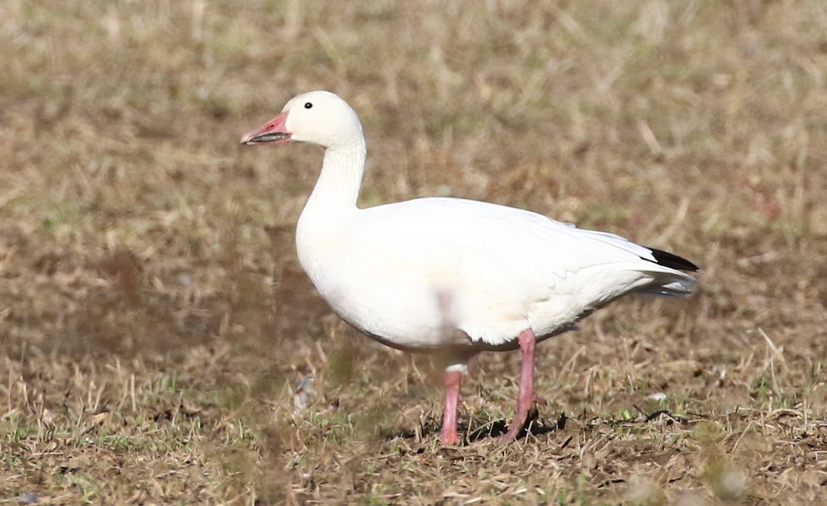 Snow Goose - ML491194961