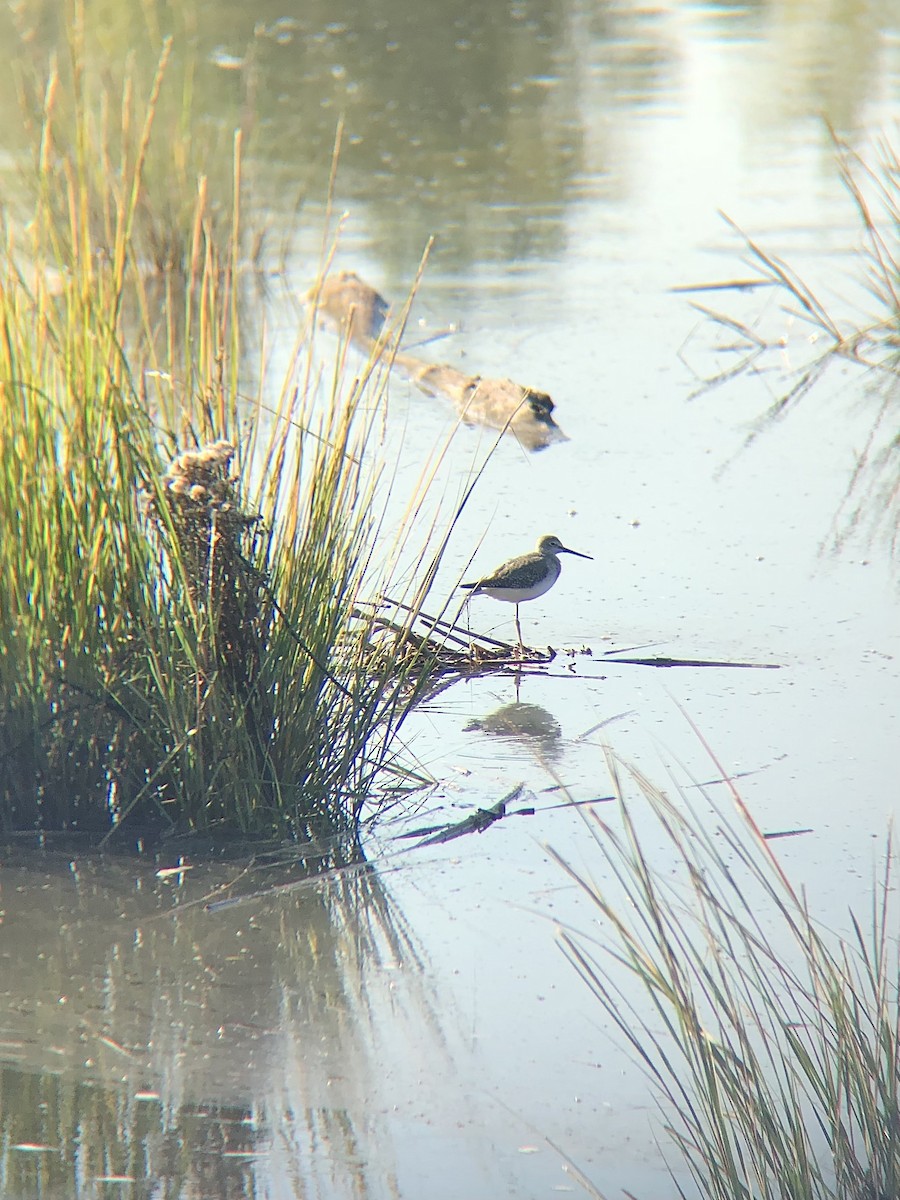 Greater Yellowlegs - KZ F