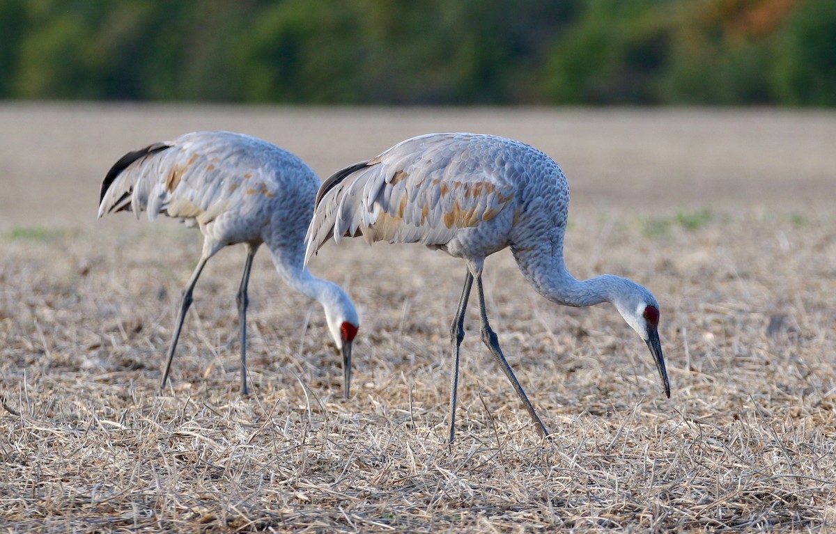 Sandhill Crane - ML491195001