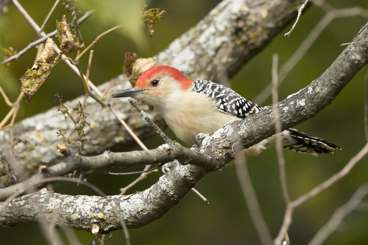 Red-bellied Woodpecker - ML491195621