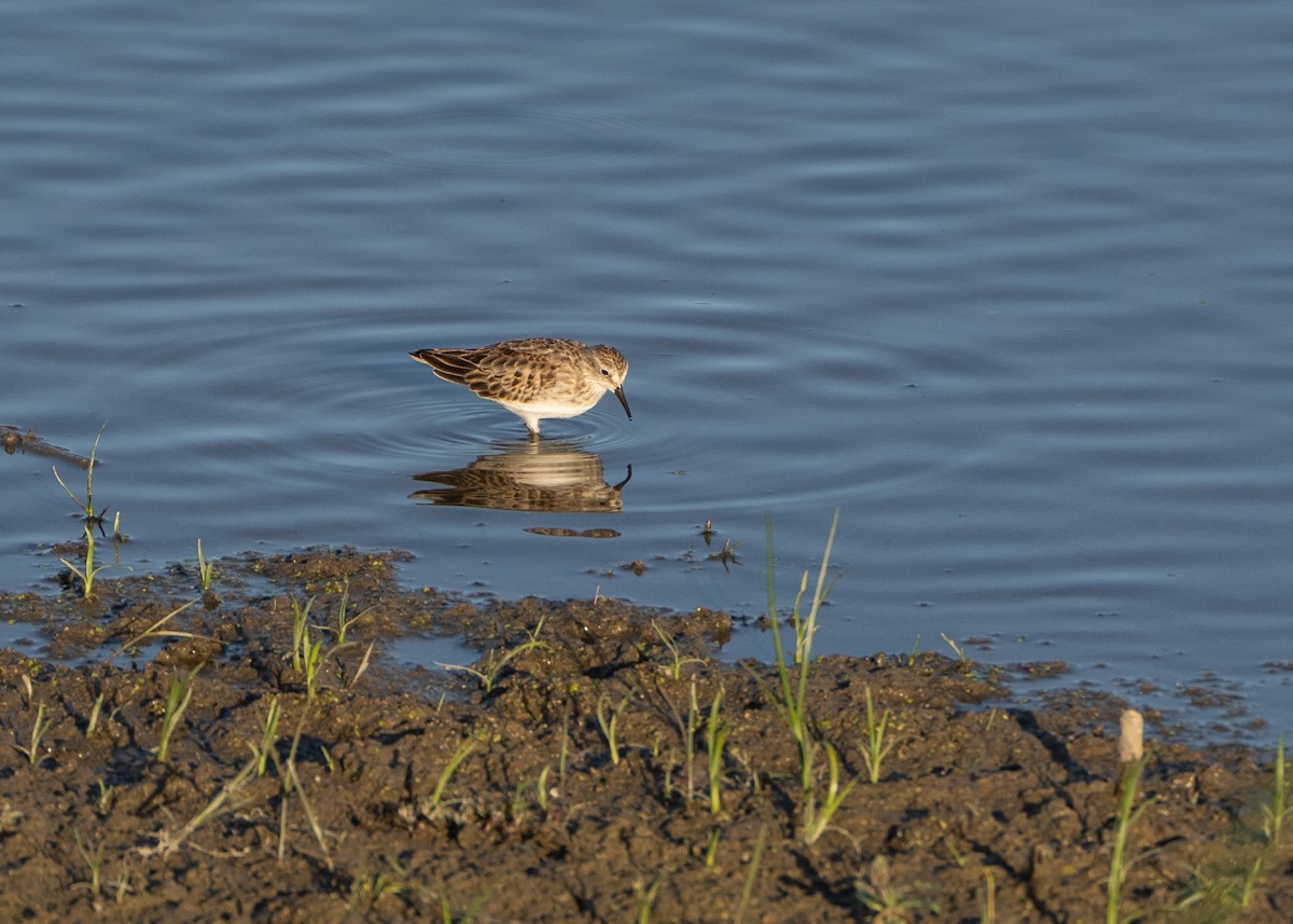 Least Sandpiper - ML491196281