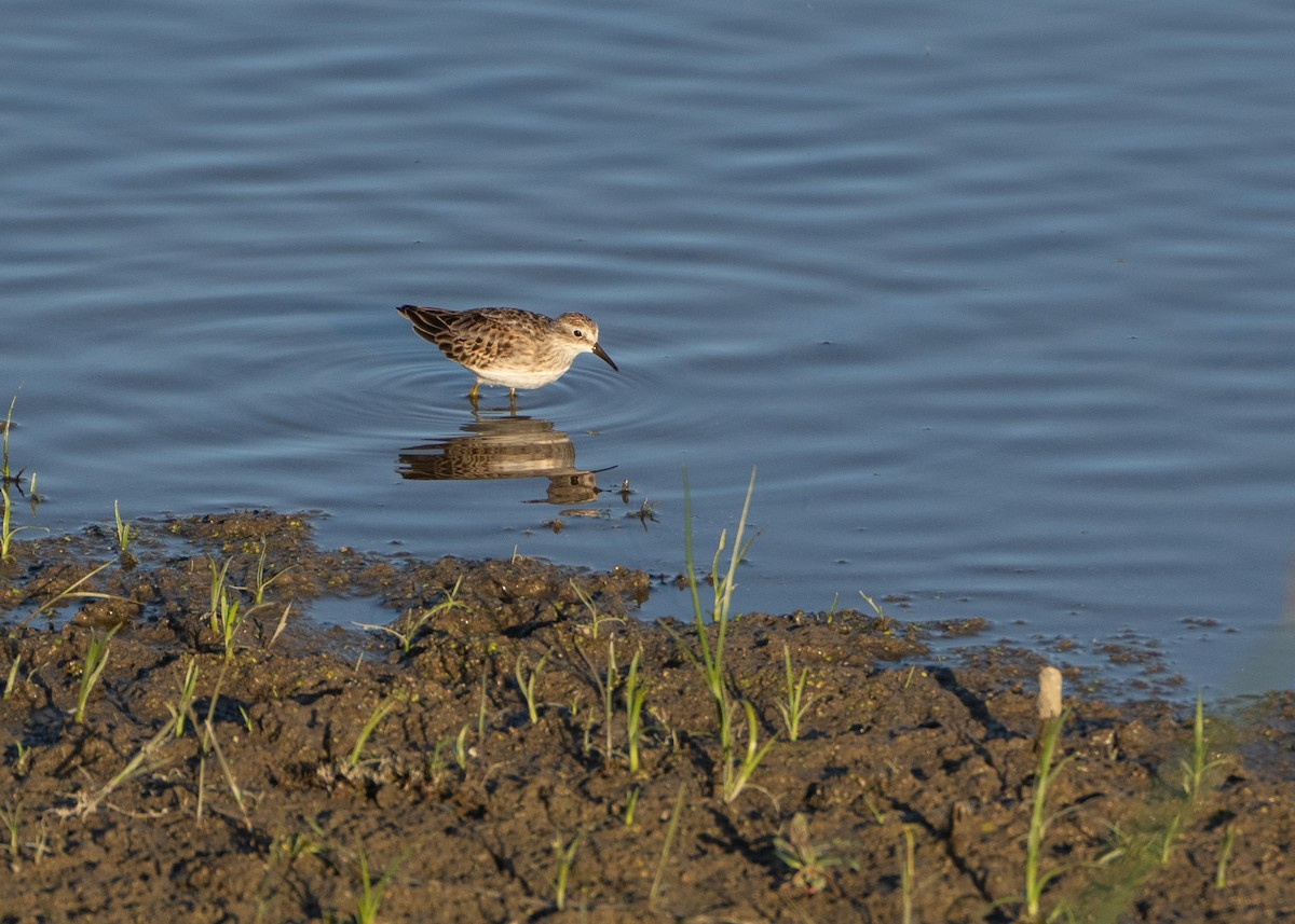 Least Sandpiper - ML491196361