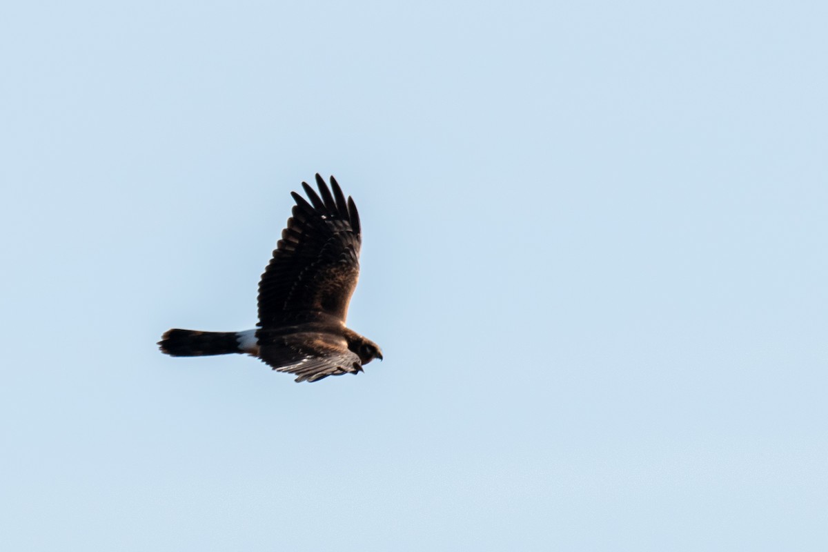 Northern Harrier - ML491198011