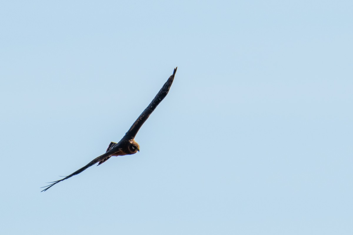 Northern Harrier - ML491198021