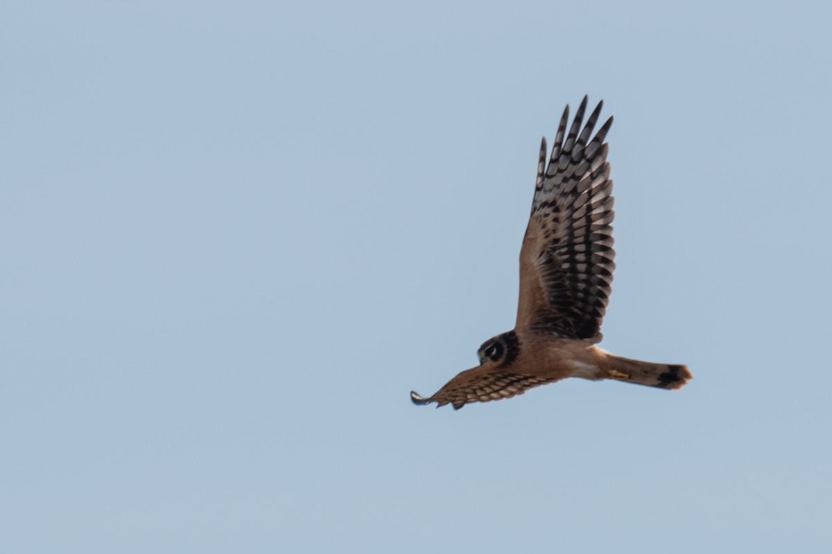 Northern Harrier - ML491198031