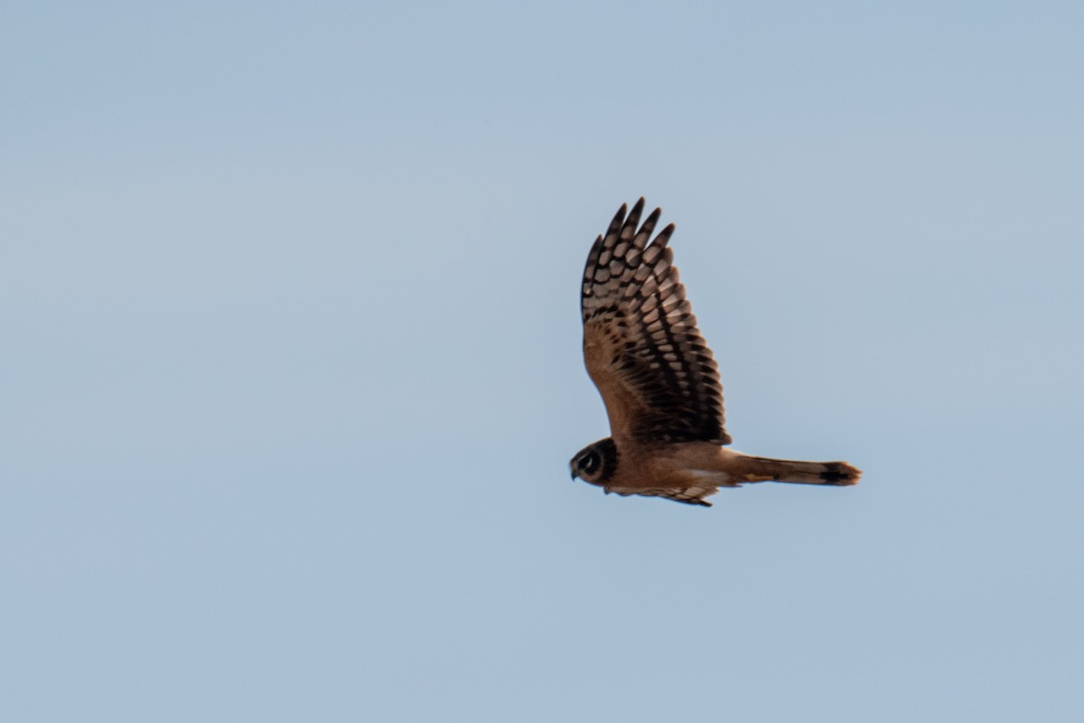 Northern Harrier - ML491198041