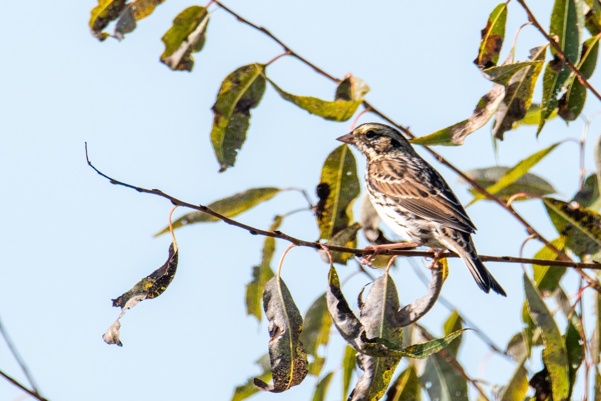 Savannah Sparrow - ML491198191
