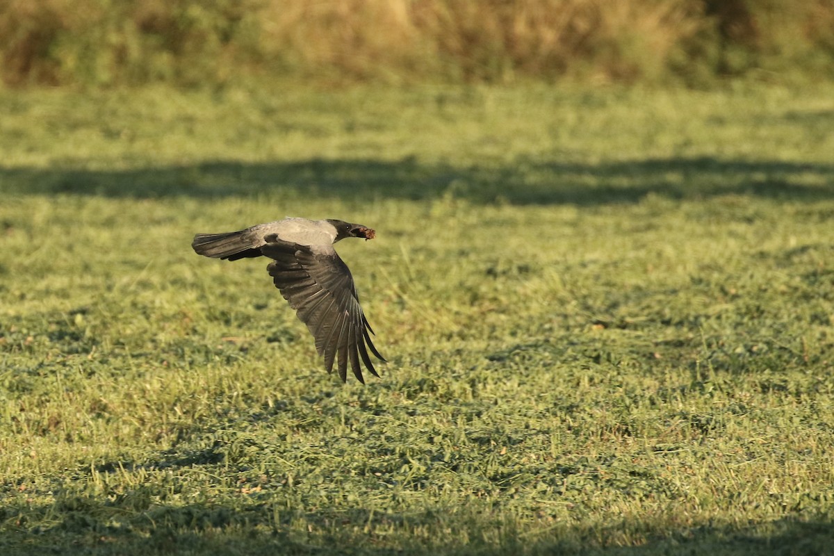 Hooded Crow - ML491199551