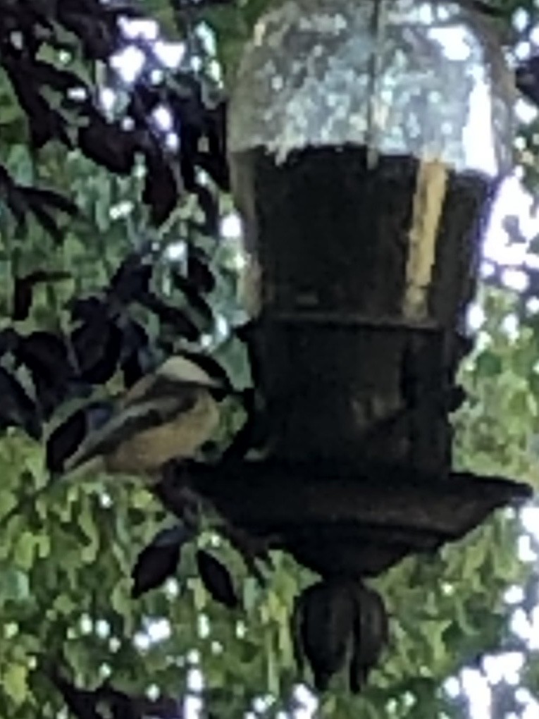 Black-capped Chickadee - Grayson Russell