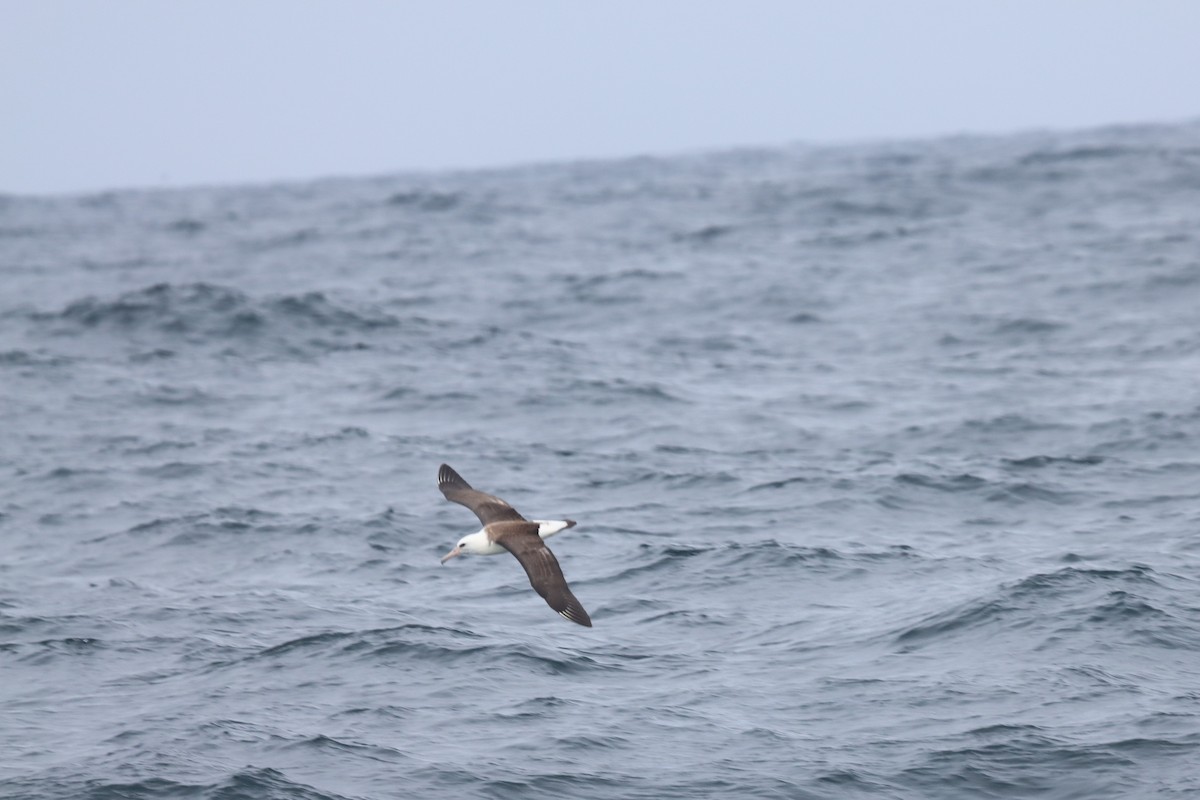 Laysan Albatross - Terry Martin