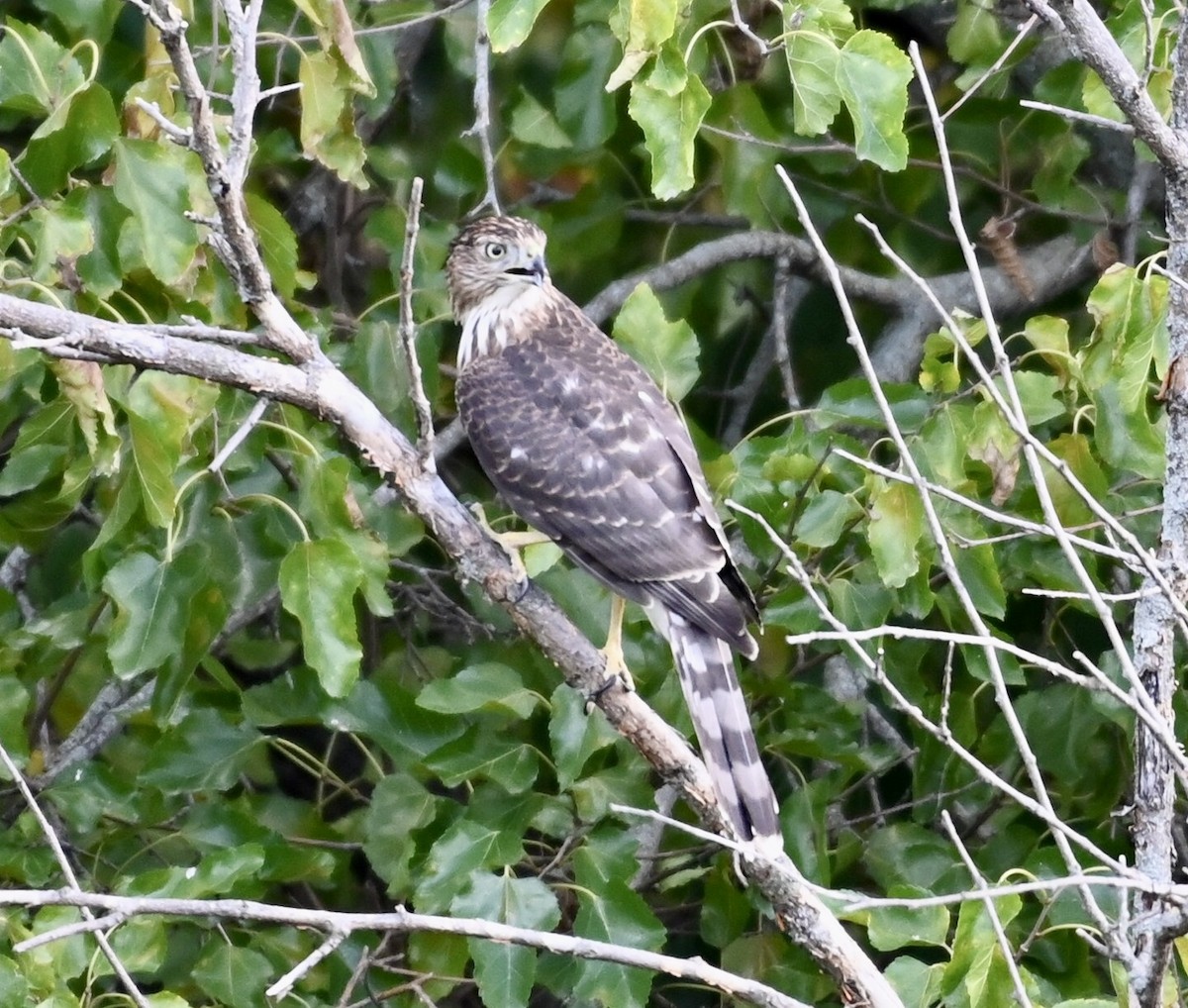 Cooper's Hawk - ML491202911