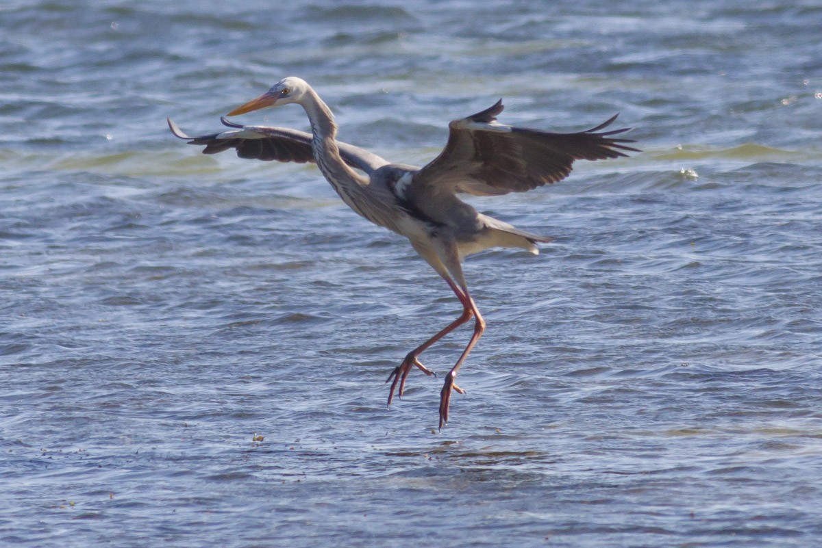 Great Blue Heron (Wurdemann's) - Michael Todd