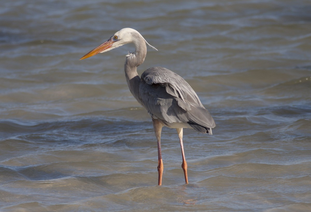 Great Blue Heron (Wurdemann's) - Michael Todd