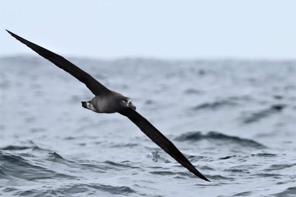 Черноногий альбатрос - ML491205031