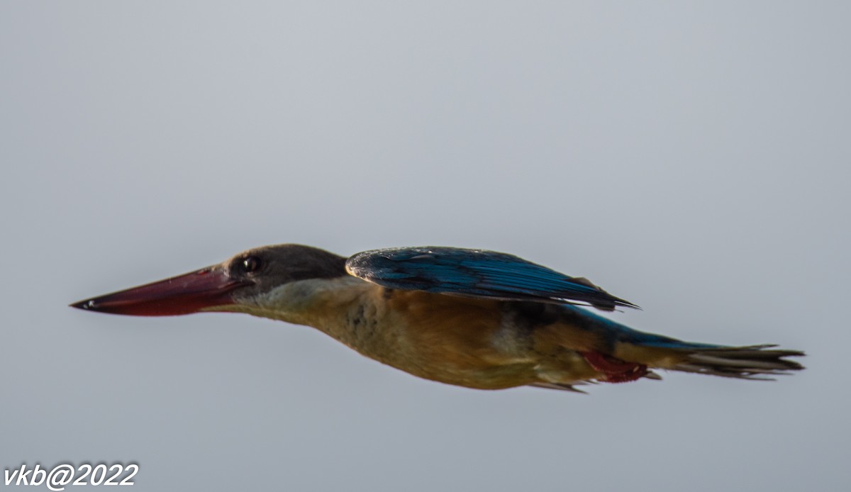 Stork-billed Kingfisher - ML491205921