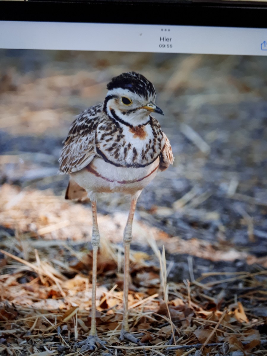 Three-banded Courser - ML491208511