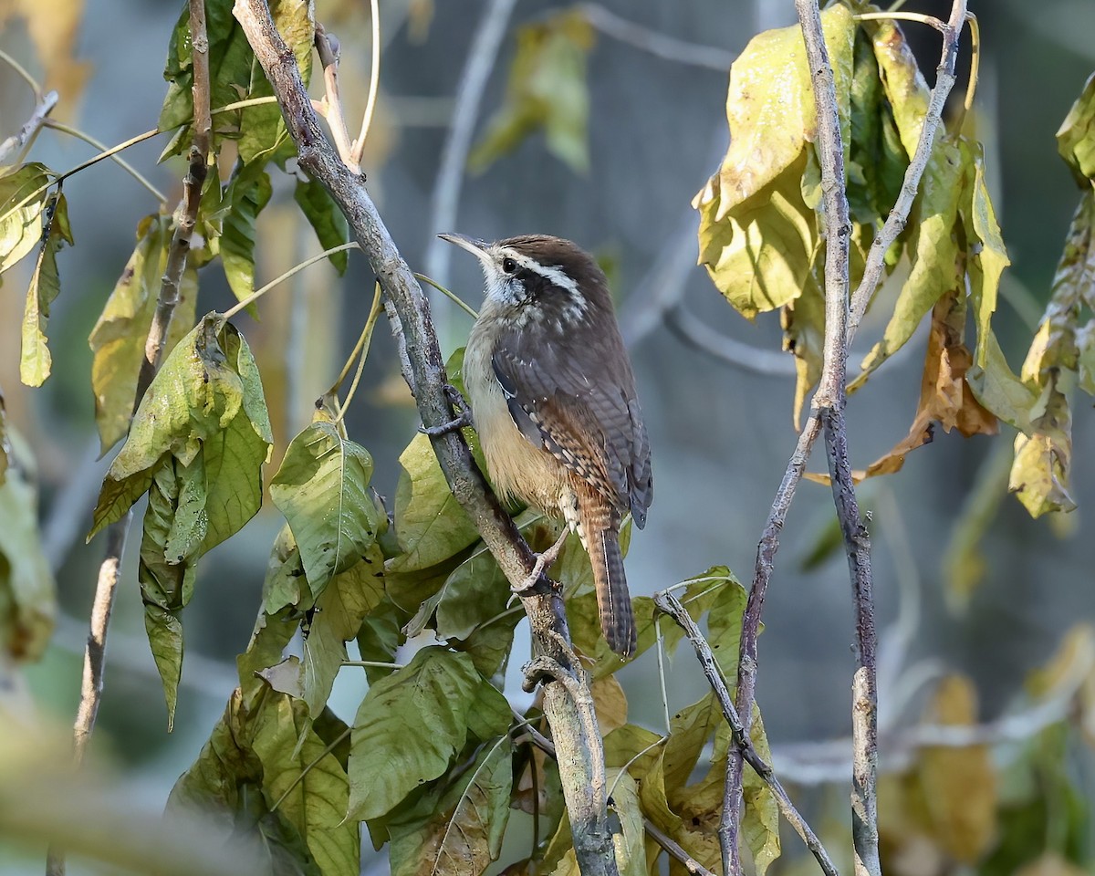 Carolina Wren - Debbie Kosater