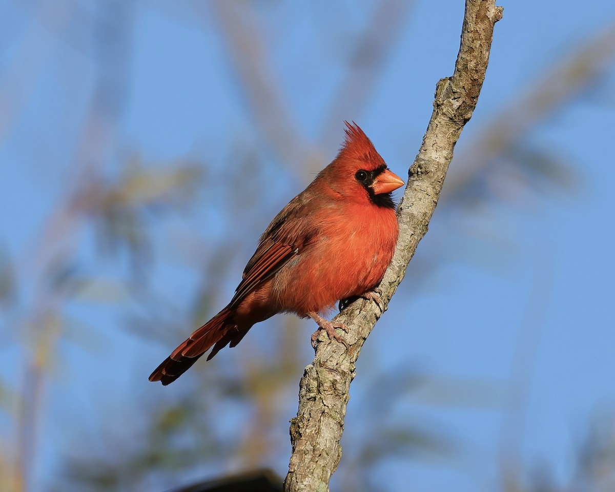 Northern Cardinal - ML491209381