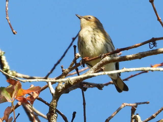 Yellow-rumped Warbler - ML491213481