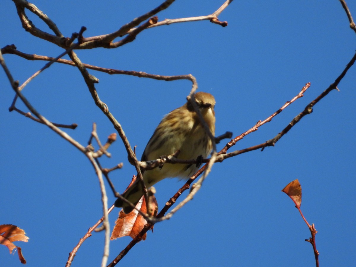 Yellow-rumped Warbler - ML491213491
