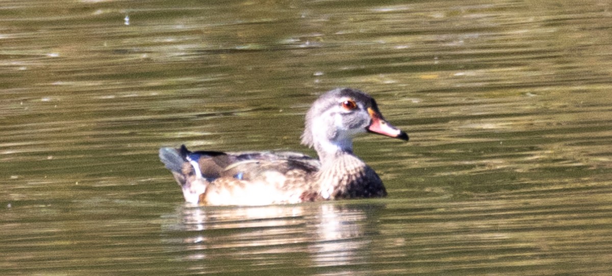 Wood Duck - ML491214191