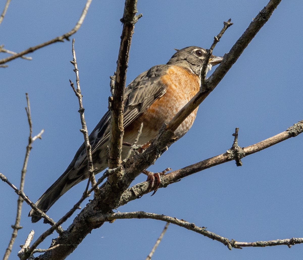 American Robin - ML491214281