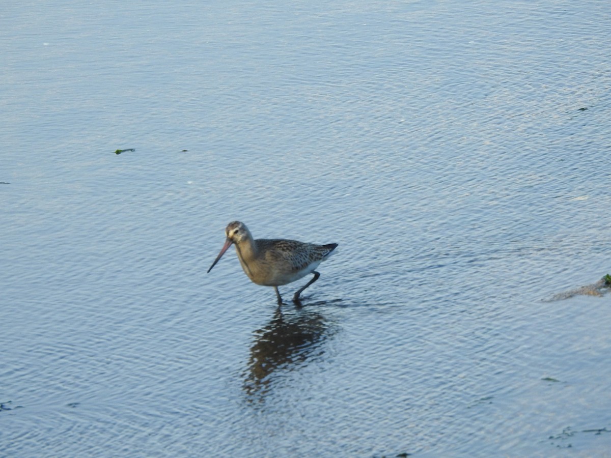 Bar-tailed Godwit - ML491214861