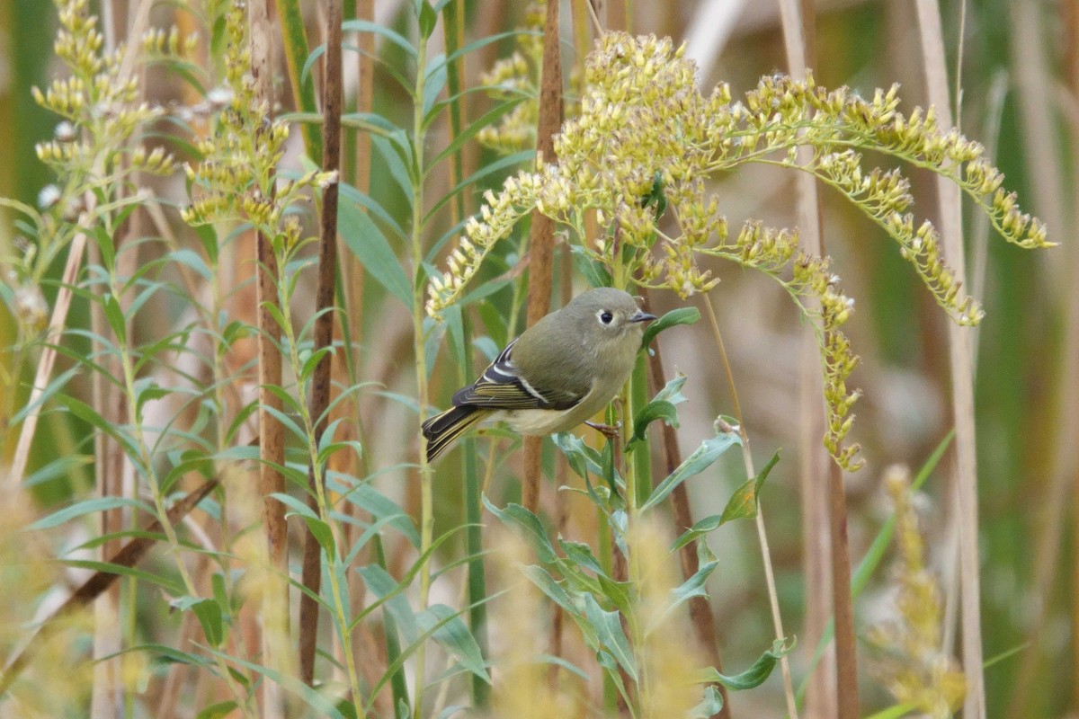 eBird Checklist 7 Oct 2022 Heritage Park (Oakland Co.) 15 species