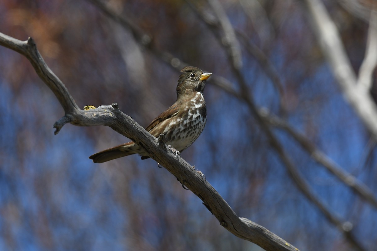 Fox Sparrow - ML491216531